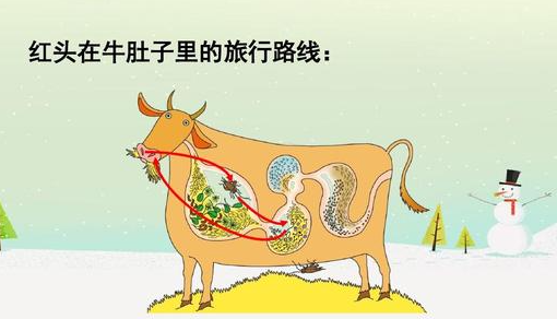 在牛肚子里旅行的路线图
