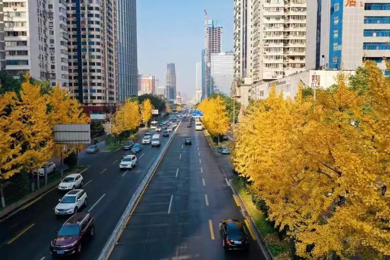 2021湖南秋意满满的景点1、长沙市芙蓉路“银杏大道”