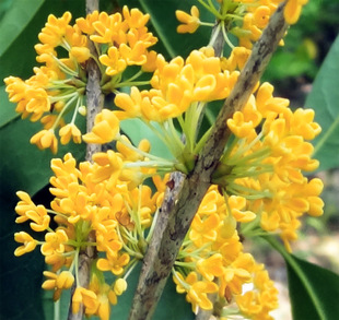 湘西永顺芙蓉镇桂花香