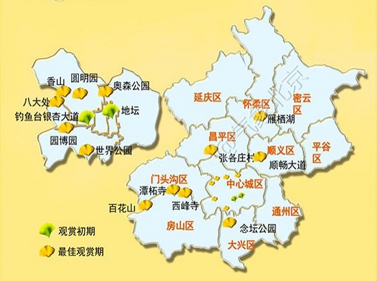 北京赏银杏的最佳时间在10月中旬到11月底
