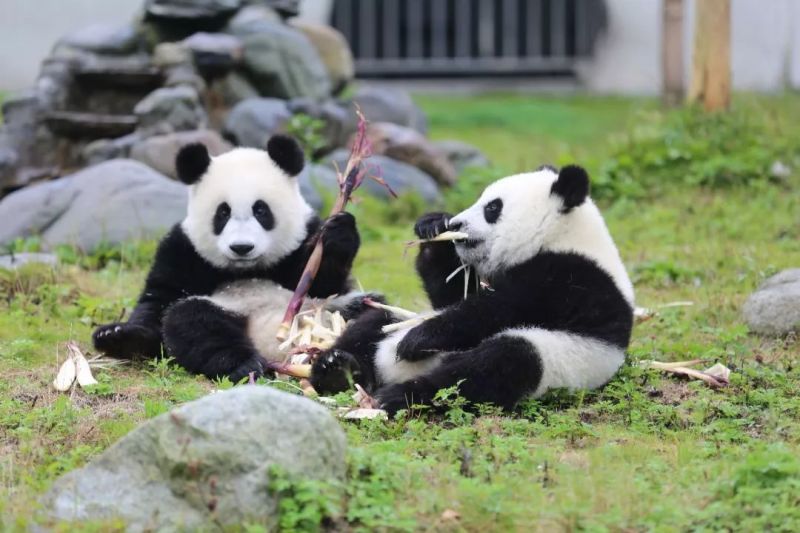 都江堰冬季滑雪美食泡温泉3日游都江堰中华大熊猫苑