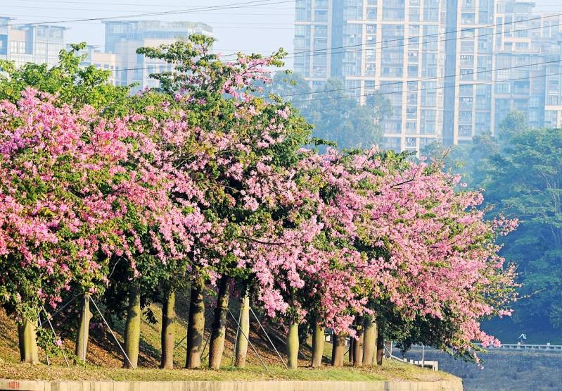 2021深圳观澜河的异木棉花迎来盛花期了，快去打卡吧！