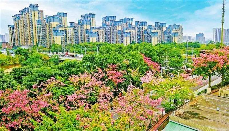 2021深圳观澜河的异木棉花迎来盛花期了，快去打卡吧！