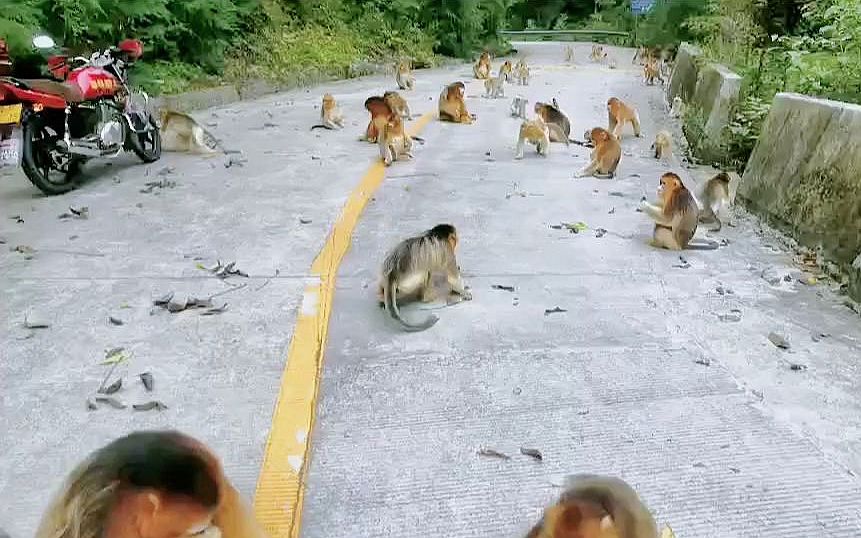 108国道秦岭熊猫谷段到佛坪段成群金丝猴