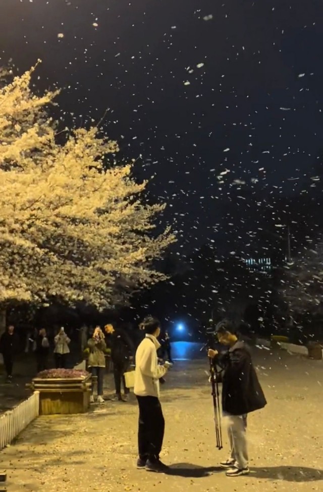 学生漫步在南京林业大学的樱花雨下，