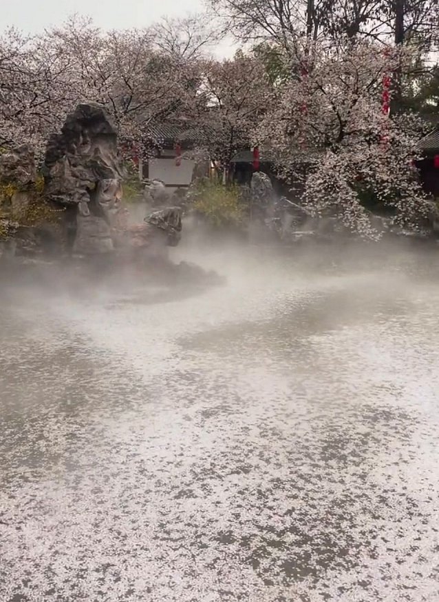 雨中落樱的武汉东湖樱花园，仙境一般，美得让人窒息！