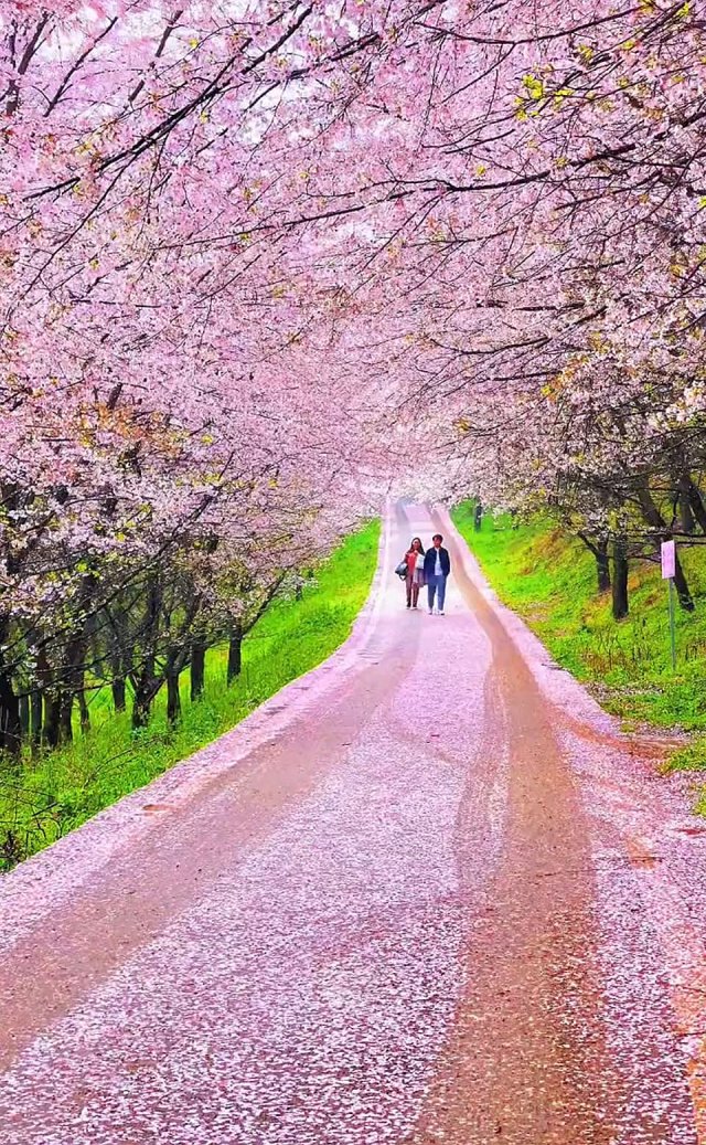 2022平坝万亩樱花怒放，将道路铺成了鲜花大道