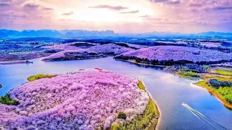 平坝农场，万亩樱花