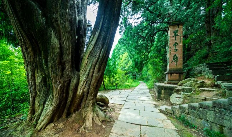 带你去看美丽的风景：一条苍翠的美丽古道--翠云廊