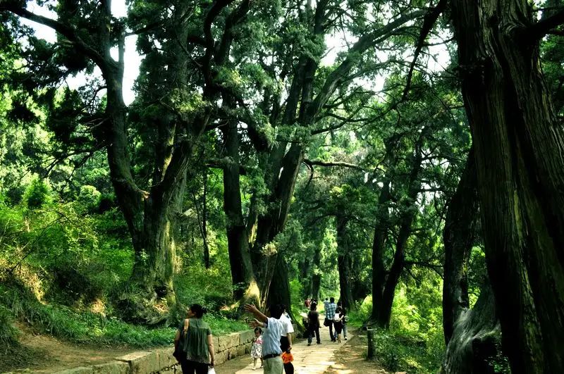 带你去看美丽的风景：一条苍翠的美丽古道--翠云廊