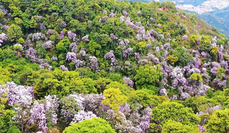 2022深圳梧桐山杜鹃谷的毛锦杜鹃开花了