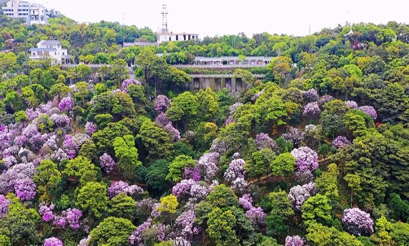 2022深圳梧桐山杜鹃谷的毛锦杜鹃开花了