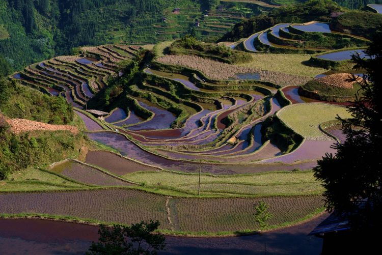 贵州省必去的15个景点8、大地的镜子--加榜梯田