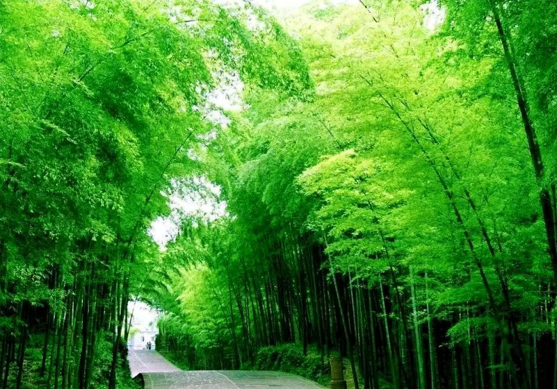 蜀南竹海在哪里？四川宜宾的蜀南竹海位置与地图
