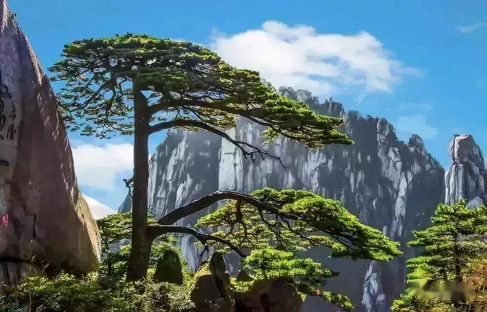 我国最贵最有名的三棵树第3棵：黄山迎客松