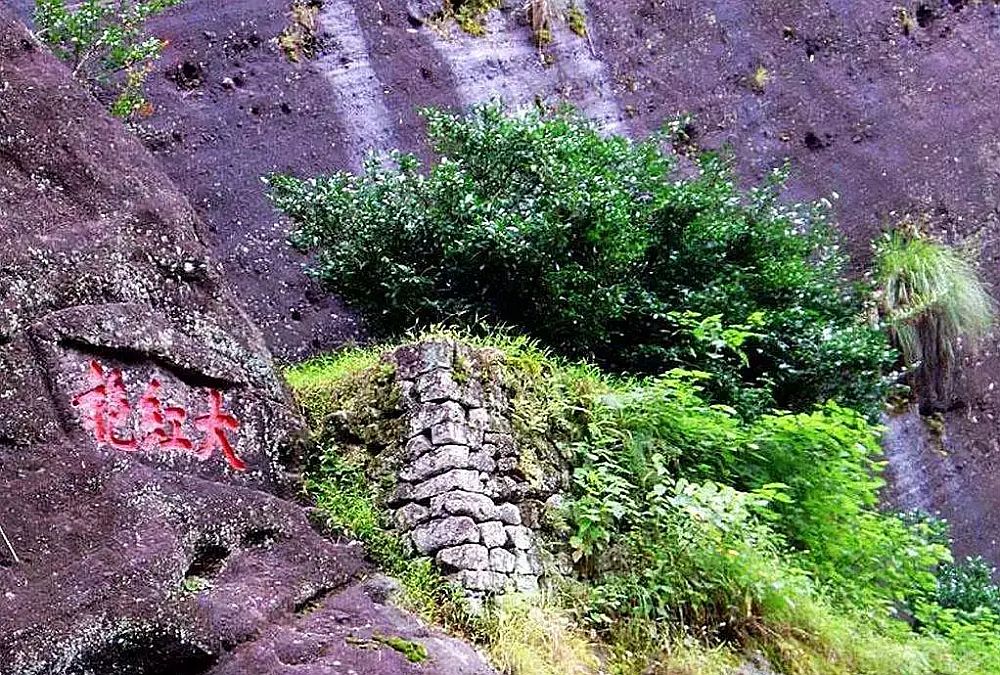 我国最贵最有名的三棵树第2棵：武夷山母树大红袍