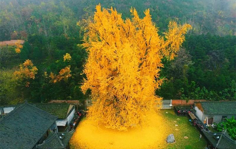 2、李世民种植银杏树