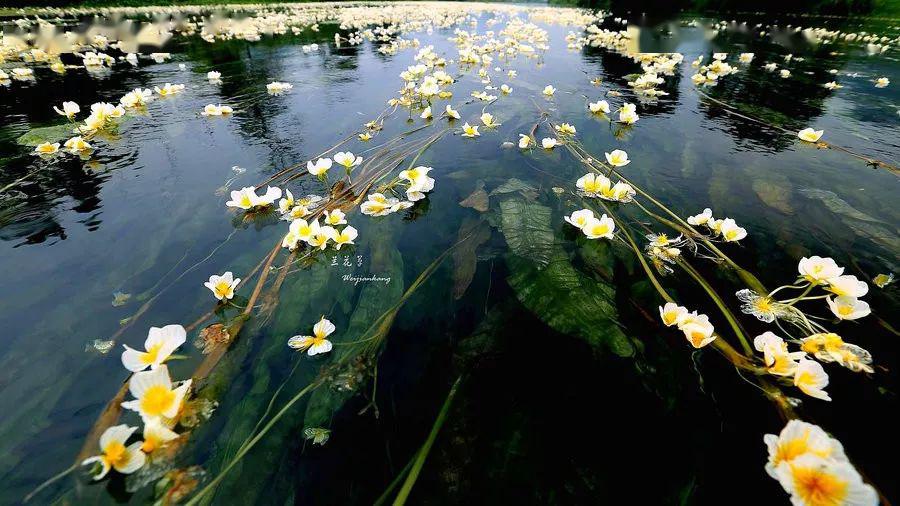 带你去看美丽的风景：一条会开花的河--百寿河