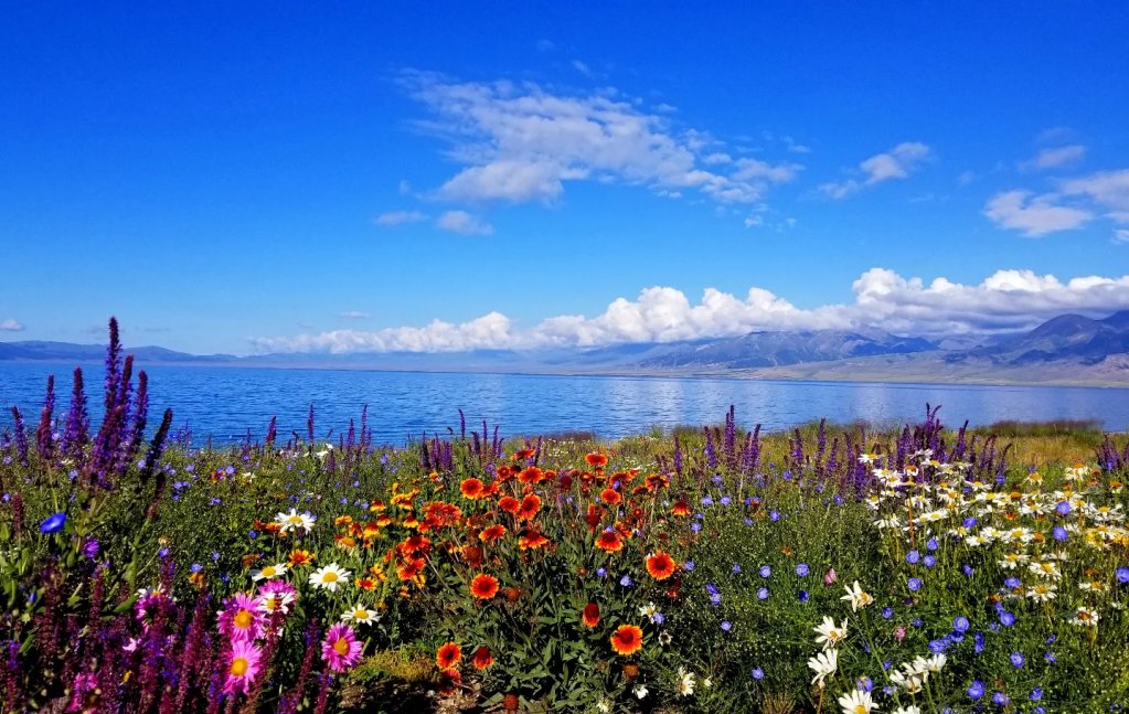 5月的赛里木湖，山花如海
