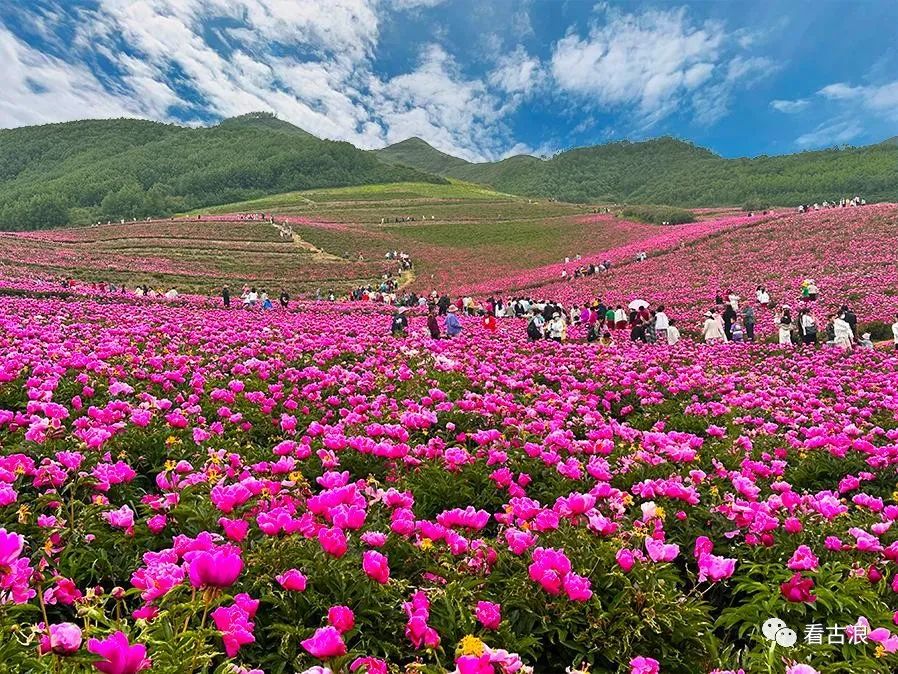 带你去看美丽的风景：古浪县古丰镇怒放的芍药花海