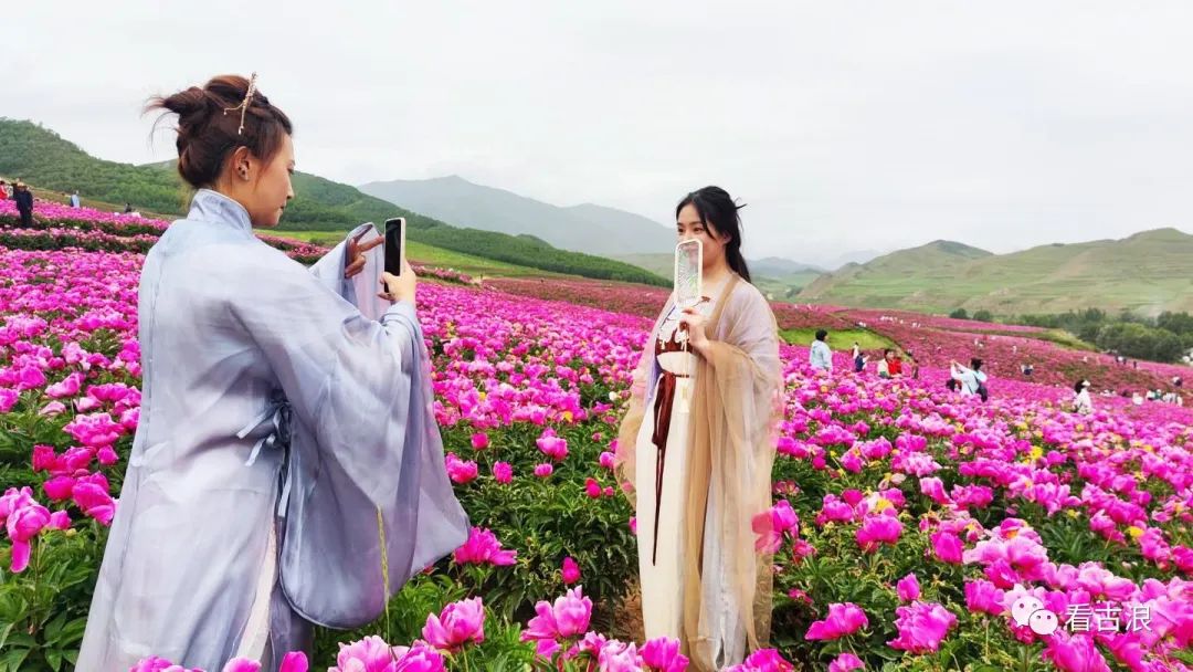 古浪县古丰镇怒放的芍药花海3