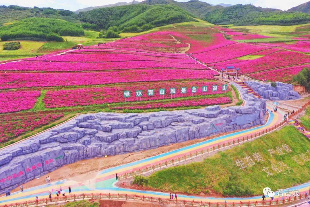 古浪县古丰镇怒放的芍药花海2